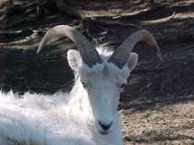 2 horned lamb